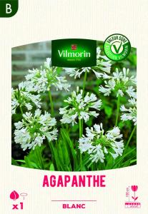 Agapanthe Umbelatum Blanc (x1)